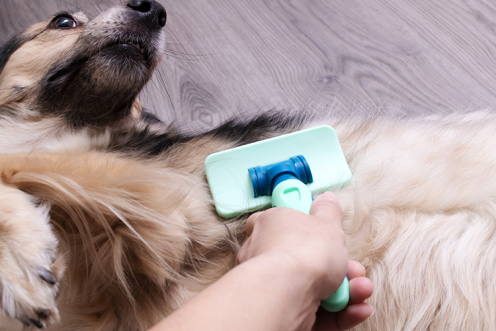 Pet Hair Remover Tools for Every Fur-parent | Bria Homes