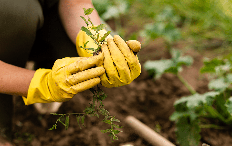 Soil in Gardening